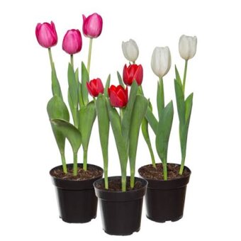 Flor Tulipa Variada P12