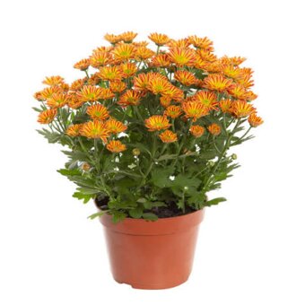 Flor Crisantemo Med P13