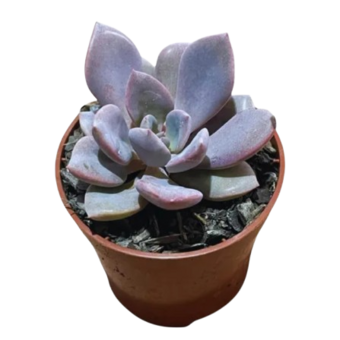 Muda de Planta Suculenta Mini