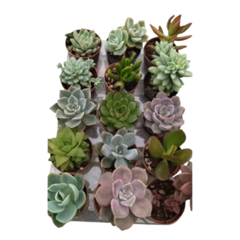 Muda de Planta Suculenta Mini