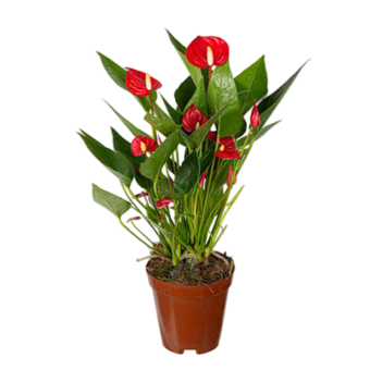 MUDA DE PLANTA ANTHURIO MINI PT9