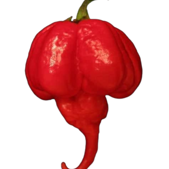 PIMENTA ARDOSA SCORPION KG