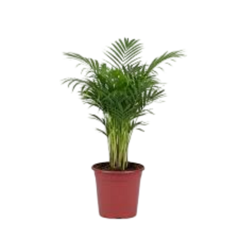MUDA DE PLANTA PALMEIRA CHAMAEDORA ELEGAGNS PT11