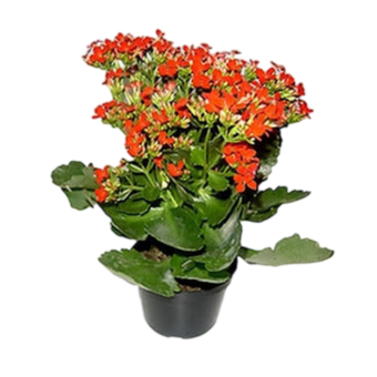 MUDA DE PLANTA SUCULENTA PT11