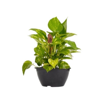 MUDA DE PLANTA JIBOIA C21