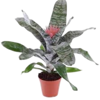 MUDA DE PLANTA BROMELIA FASCIATA PT17