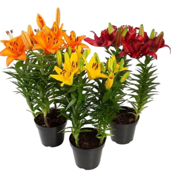 FLOR LIRIO VARIADO