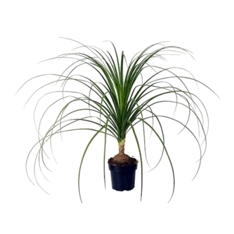 MUDA DE PLANTA BEAUCARNEA PT17