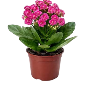 FLOR CALANDIVA PT09