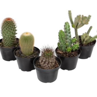 MUDA DE PLANTA CACTO P11 VARIADO