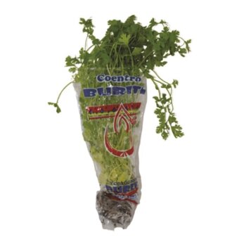 Coentro Hidropônico Buriti Unidade