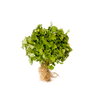 Jambu Unidade