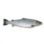 Peixe Salmao Inteiro KG