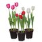 Flor Tulipa Variada P12