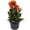 Flor Calandiva Pt11