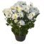 Flor Crisantemo P15