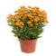 Flor Crisantemo Med P13