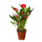 MUDA DE PLANTA ANTHURIO MINI PT9