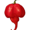 PIMENTA ARDOSA SCORPION KG