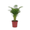 MUDA DE PLANTA PALMEIRA CHAMAEDORA ELEGAGNS PT11