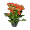 MUDA DE PLANTA SUCULENTA PT11