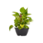 MUDA DE PLANTA JIBOIA C21