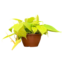 MUDA DE PLANTA JIBOIA C13