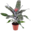 MUDA DE PLANTA BROMELIA FASCIATA PT17