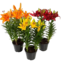 FLOR LIRIO VARIADO