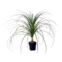 MUDA DE PLANTA BEAUCARNEA PT17