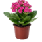 FLOR CALANDIVA PT09