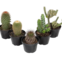 MUDA DE PLANTA CACTO P11 VARIADO